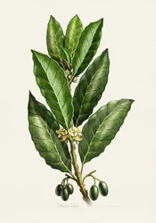 Botaniska blad och frukter