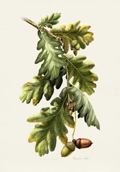 Botaniska ekollon