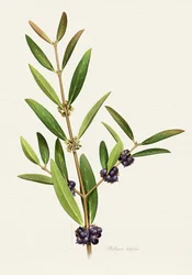 Elegant bärgren