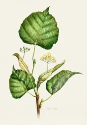 Blommande lindgren