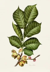 Botanisk studie av färsk alm