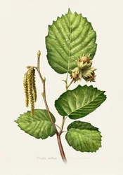 Hazelnut Branch Botanical
