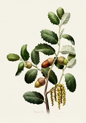Ekollon – botaniskt