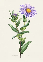 Botanisk studie av lila aster