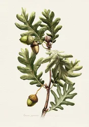 Botanisk konst: Pyrenéernas ek