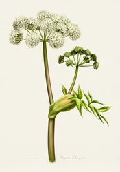 Botanisk illustration av vit angelika