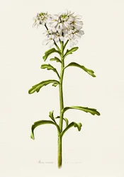 Vit blåklint – botanisk beskrivning