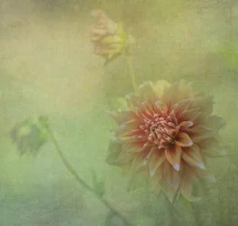 Drömmande dahlia i full blom