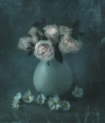 Drömlika pastellrosa rosor