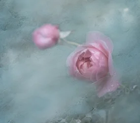 Drömlika rosa rosor
