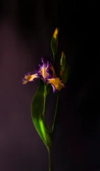 En livfull irisblomma
