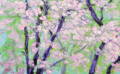 Blommande körsbärsträd