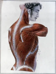 Ryggmuskler