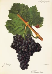 Albouriondruva av J. Troncy