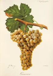 Genovese druva av J. Troncy