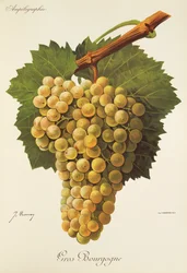 Gros Bourgogne druva av J. Troncy