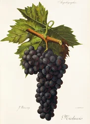 Mieluccio druva av J. Troncy