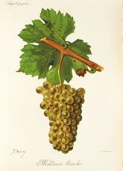 Mondeuse Blanche druva av J. Troncy