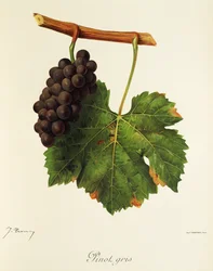 Pinot Gris druva av J. Troncy