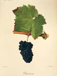 Pinot Noir druva av J. Troncy