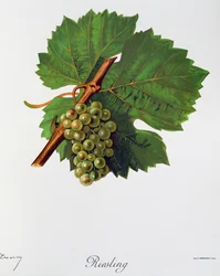 Rieslingdruvor av Jules Troncy från Ampelographie, Traite general de viticulture (Ampelography, General treaty of viticulture), vol II, av Pierre Viala (1859-1936) och Victor Vermorel (1848-1927), Paris