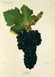 Syrah druva av J. Troncy