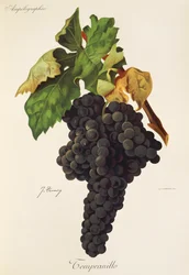Tempranillo druva av J. Troncy