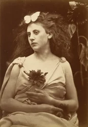 Solrosen