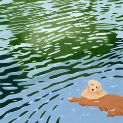 En simmande golden retriever