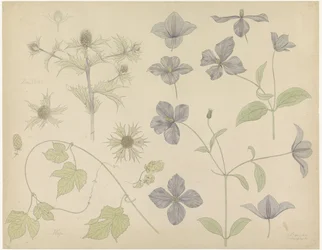 Studieblad med sjötistel, humle och klematis