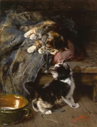 Kattungar som leker