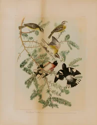 Rosenbröstad Grosbeak