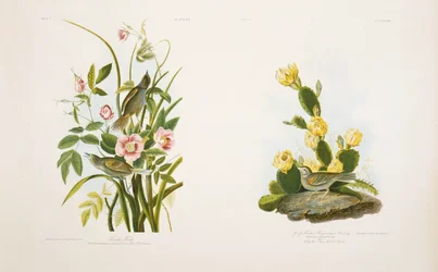 Havsfink/gräsfink, eller Bay-Winged Bunting, efter J.J. Audubons "Birds of America"