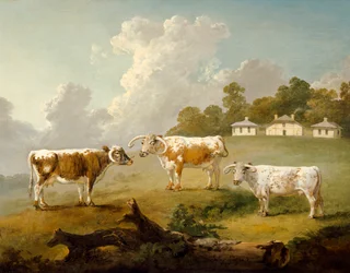 "Tre långhornade nötkreatur i Kenwood", 1797