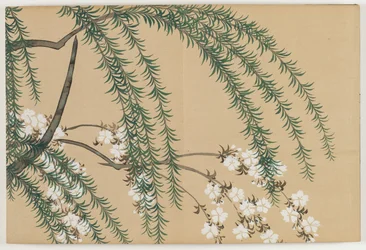 Flowers of a Hundred Worlds (Momoyogusa): Pil och körsbär (Yanagizakura)