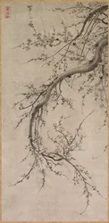 Prunus, 1600-talet.