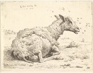 Delvis klippta får som ligger i gräset med insekter svävande runt huvudet, 1655.