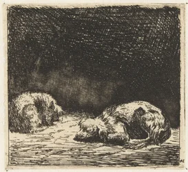 Sovande hund och katt