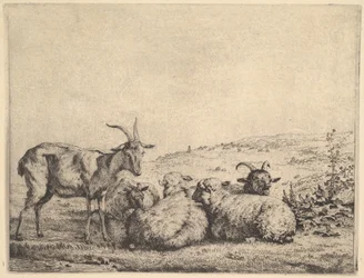 Två getter och tre får, 1655.