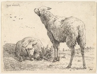 Två får, det ena framifrån i liggande läge med benen vikta under..., ca. 1655.