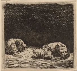 Hund och katt
