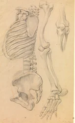 Ryggraden med bröstkorg och bäcken, profil till vänster; även ben i ett vänster ben från höft till tåspets och detalj av ett knä. (1662?).