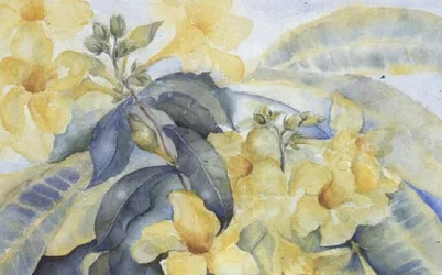 Alamanda eller gula klockor