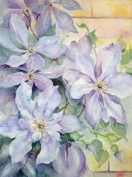 Clematis, presidenten