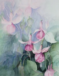 Fuschia, rosa kusk