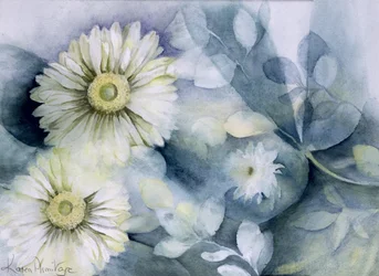 Gerbera Jamemura Bra