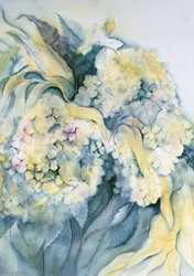 Hortensia Particulata