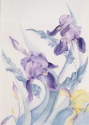Iris, blå sto