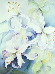 Lilium, kejserligt guld