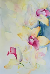 Orkidé, Cymbidium, Prins Charles